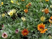 VENTA DE PLANTAS ORNAMENTALES, ojo de poeta